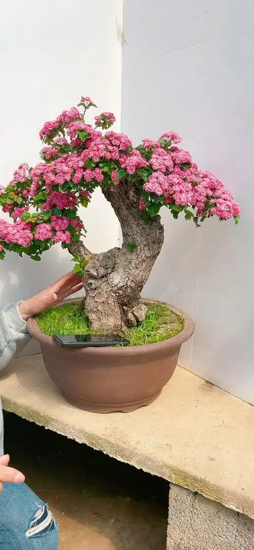 进口姬山楂盆景#姬山楂,开花结果