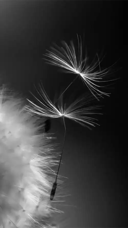 灰黑色背景图 文案