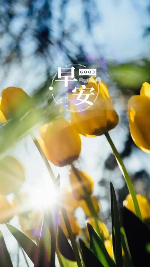 早安唯美迷人的郁金香风景