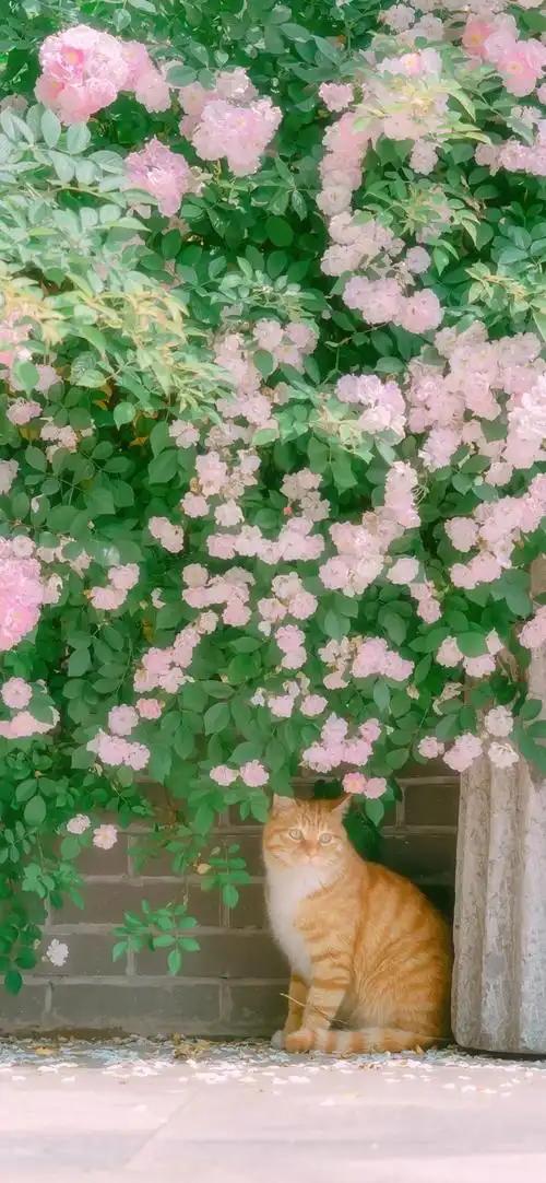 你对浪漫过敏吗仙女专属壁纸清新壁纸文字控壁纸wechat聊天背景ins