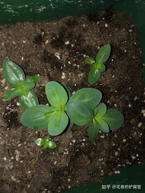 洋桔梗生长记录