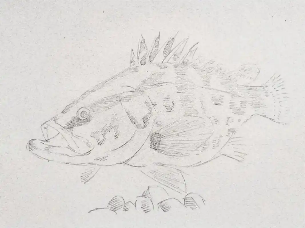 打龟钓不到咱就画吧😂#画鳜鱼