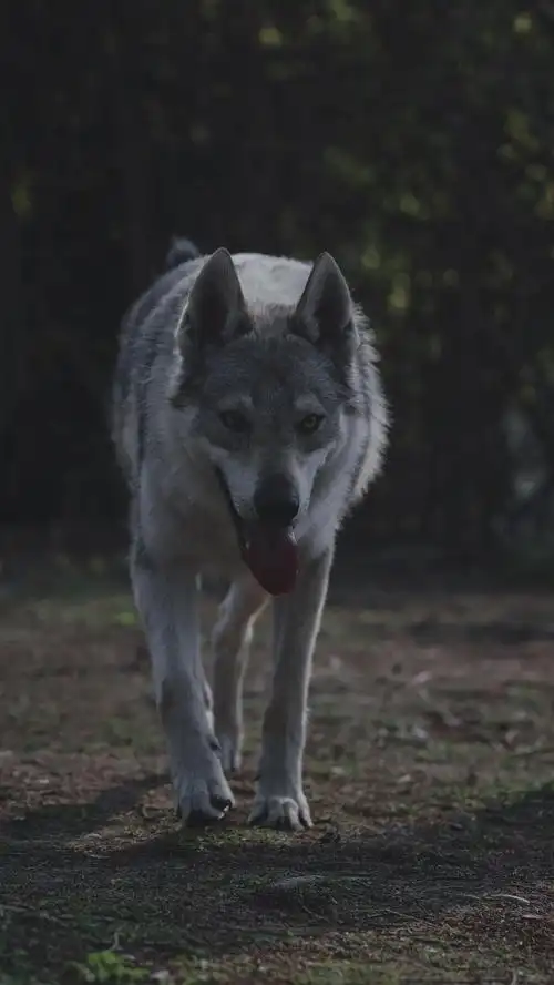 捷克狼犬 #捷克狼犬飓风 #那奇沃夫 #帅气男孩 #成都巡演 374 可以