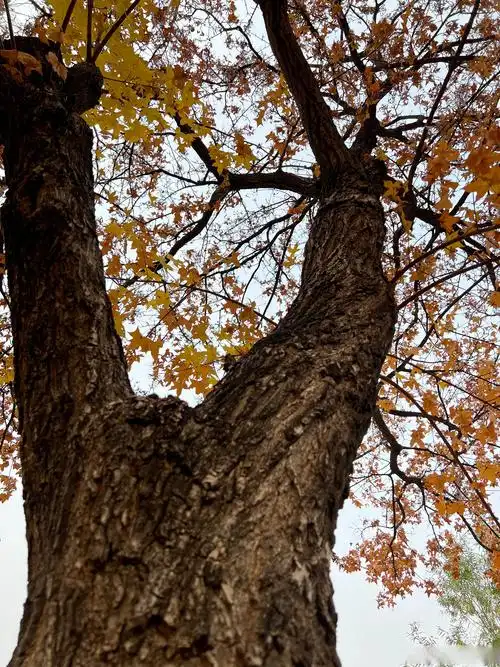难怪老舍先生曾说:"秋天一定要住北方