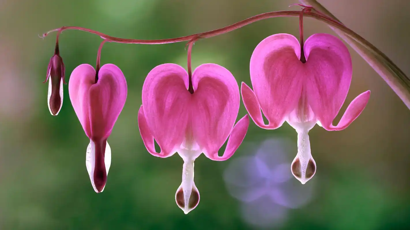 唯美的植物摄影图片高清宽屏壁纸