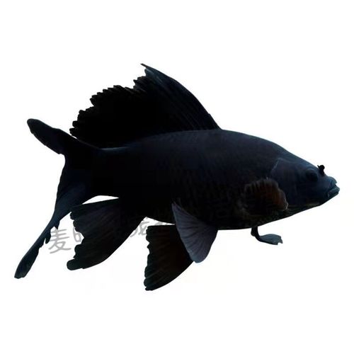 黑彗星蝴蝶鲤黑草金黑锦鲤锦鲫冷水观赏鱼黑金龙凤锦鲤长短尾金鱼 8