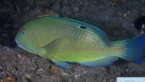 吃了一种鱼,图片里黄色那条,不知道是什么鱼,知道