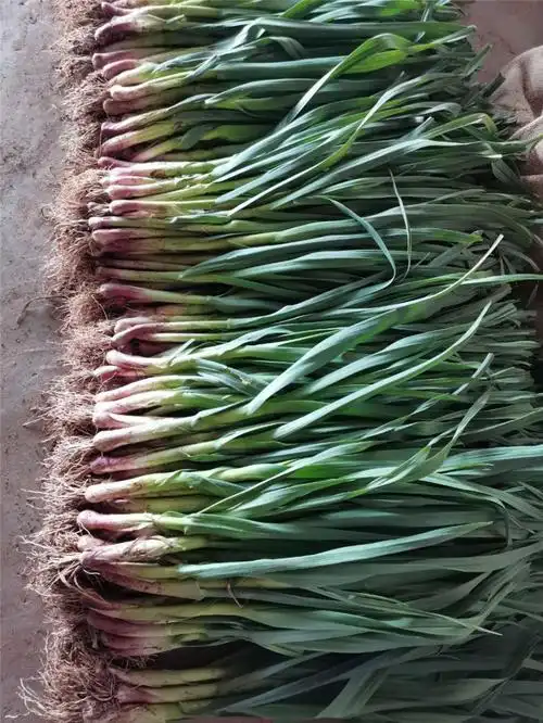 现挖红皮大蒜苗新鲜蔬菜蒜苗批发蒜苗子紫皮大蒜苗子香蒜苗泡沫箱包装