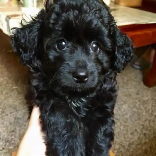 养泰迪,选择黑色的,看完你就没理由拒绝了