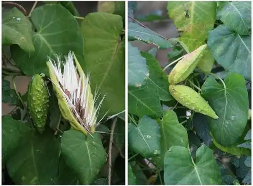 合子,白环藤,羊婆奶,婆婆针落线包,羊角,天浆壳,蔓藤草,奶合藤,土古藤