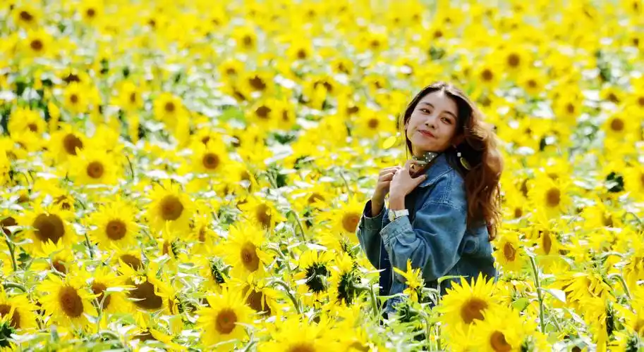 向阳花海中的女孩