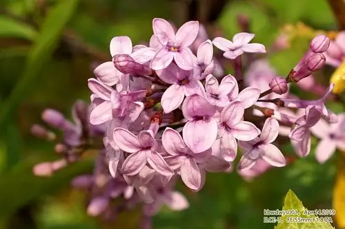 微信九宫格植物园裂叶丁香