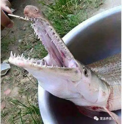 每日一鱼 | 一条鳄雀鳝几乎吃光护城河里所有的鱼