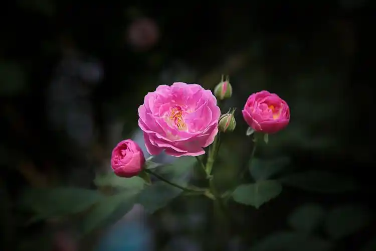 粉红色的蔷薇花