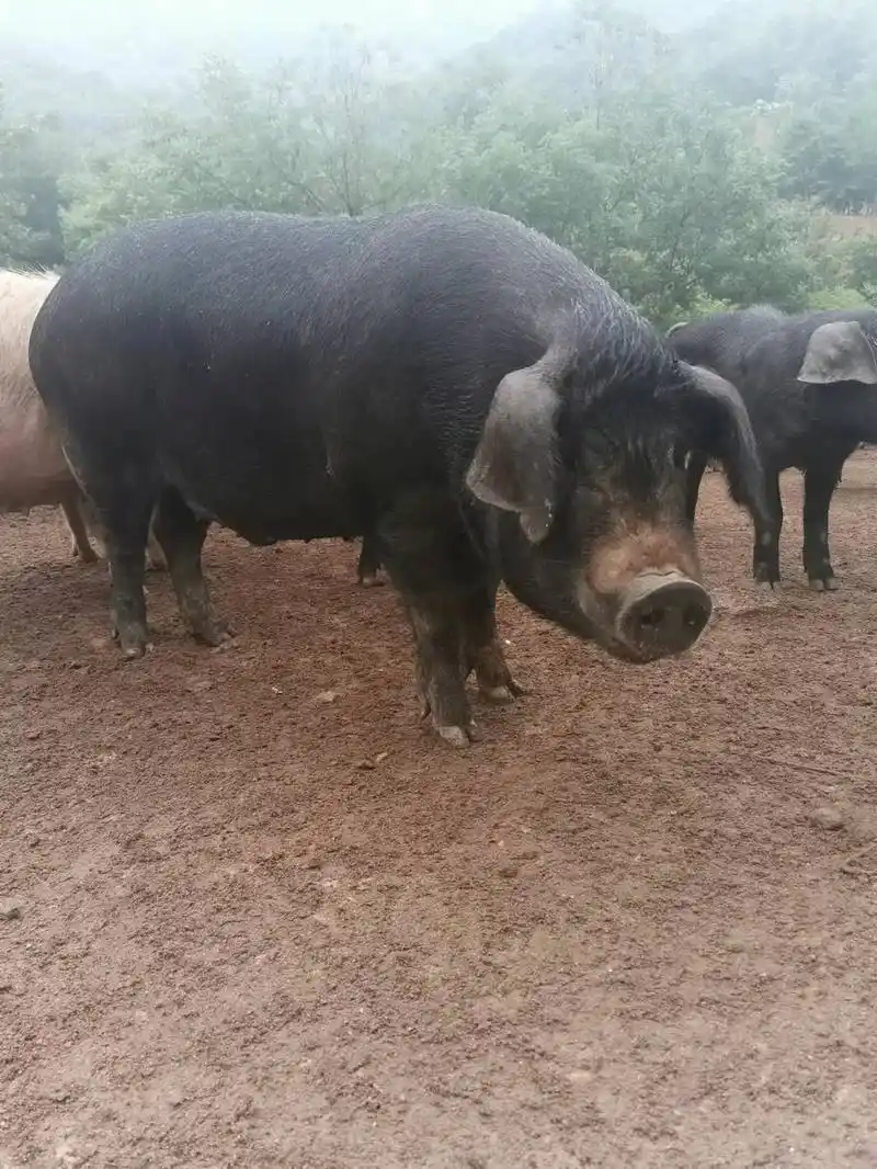 散养黑土猪,喝着山泉水,吃着山草药,又是一年的端午节,看看这 - 抖音