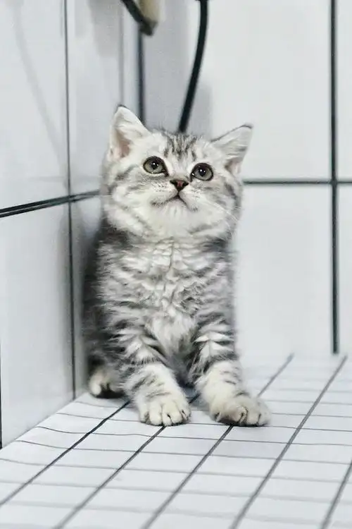 蓝白美短银渐层性格好奶里奶气04包三针疫苗