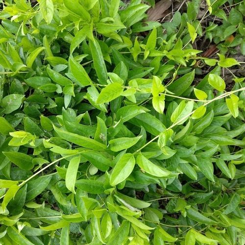 新鲜现采野生鸡屎藤鸡矢藤臭藤臭屁藤通气消食藤牛皮冻臭藤五香藤