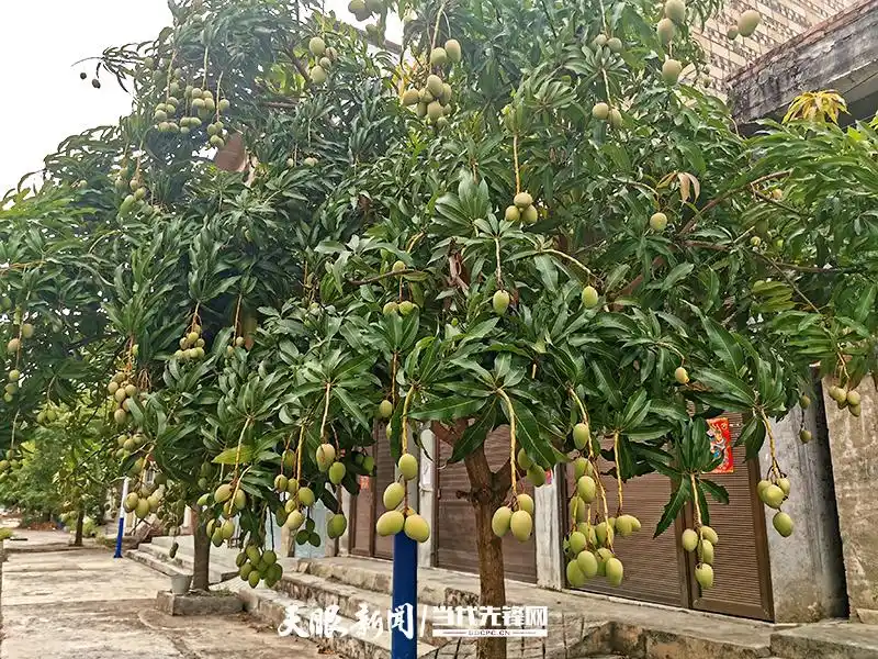 街边的行道树上,芒果压弯了枝丫