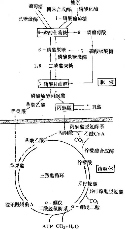 糖异生作用,糖酵解和糖有氧氧化以及磷酸戊糖途径等