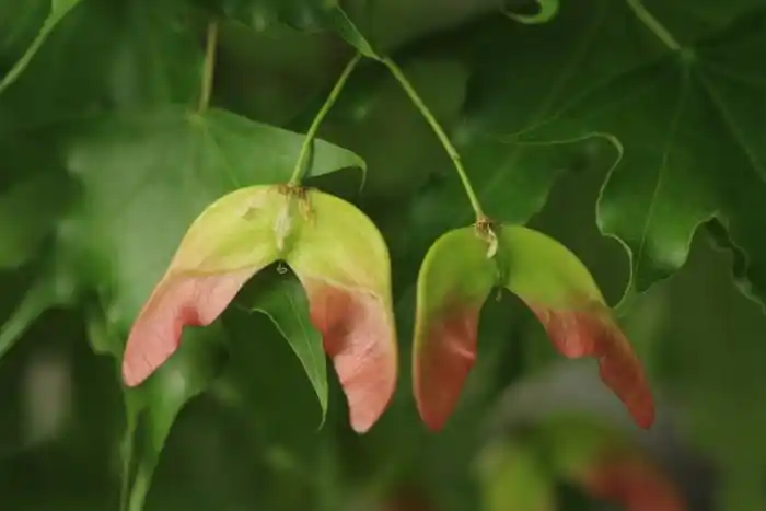 休闲赏花游辽宁之鸡爪槭果 - 辽宁旅游浪迹天涯 - lwj1207(辽宁旅游