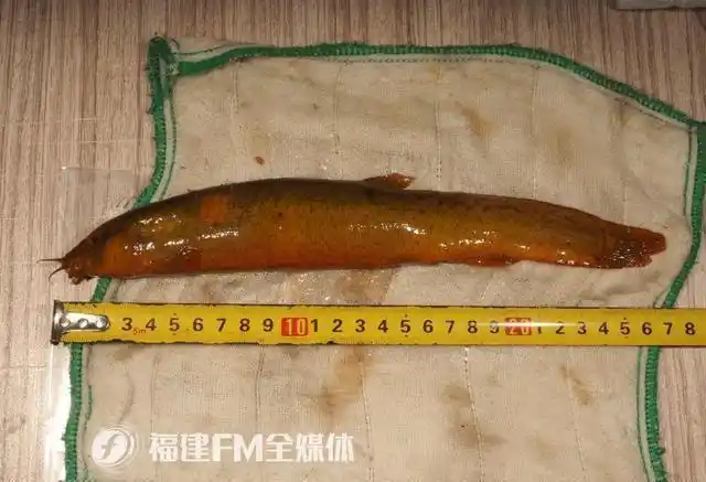 福建多地发现珍稀物种!|树蛙|巨树|竹节虫|泥鳅|棱皮_网易订阅