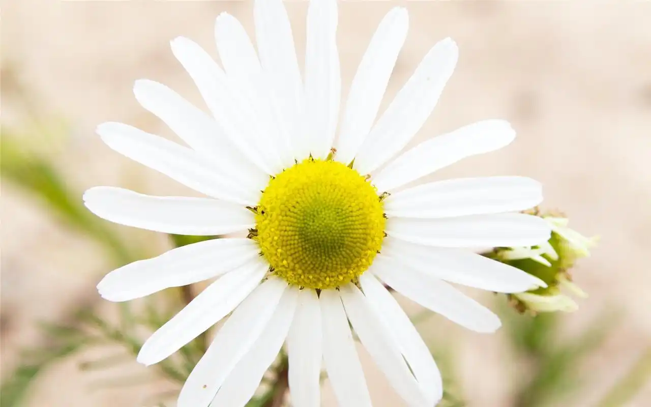 淡雅小雏菊小清新高清桌面壁纸