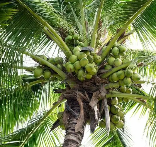 椰子图片_秋季的椰子图片大全 - 花卉网