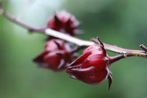 洛神花·植物中的红宝石