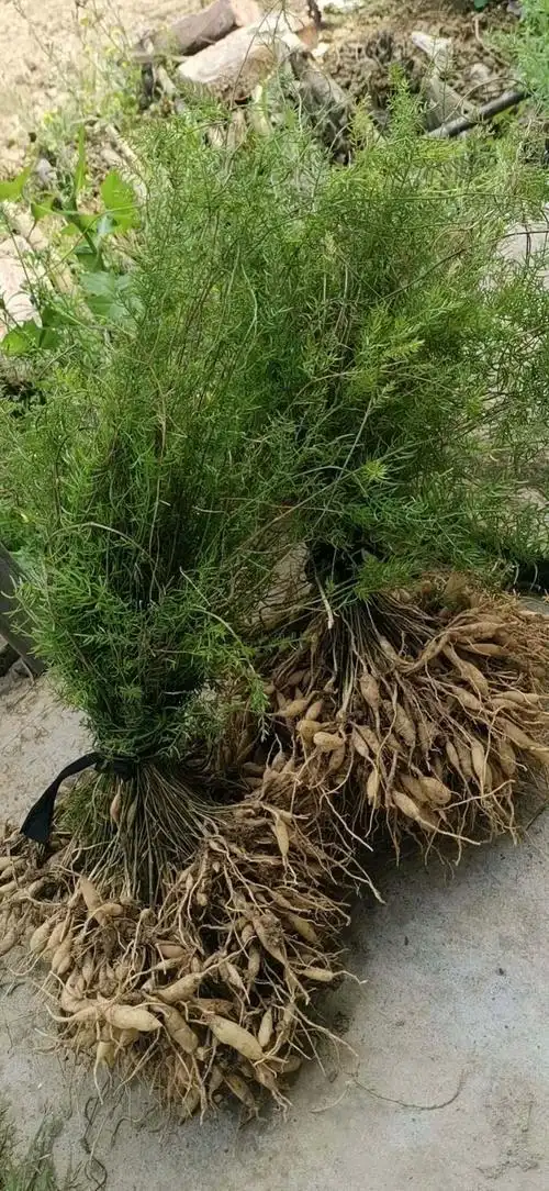 天门冬是一种什么样的植物