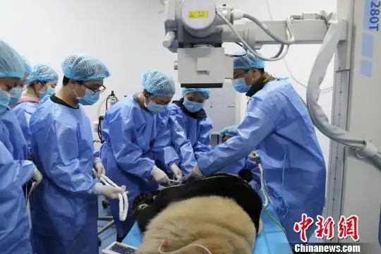 大熊猫"福福"睾丸手术顺利 术后伤口愈合良好