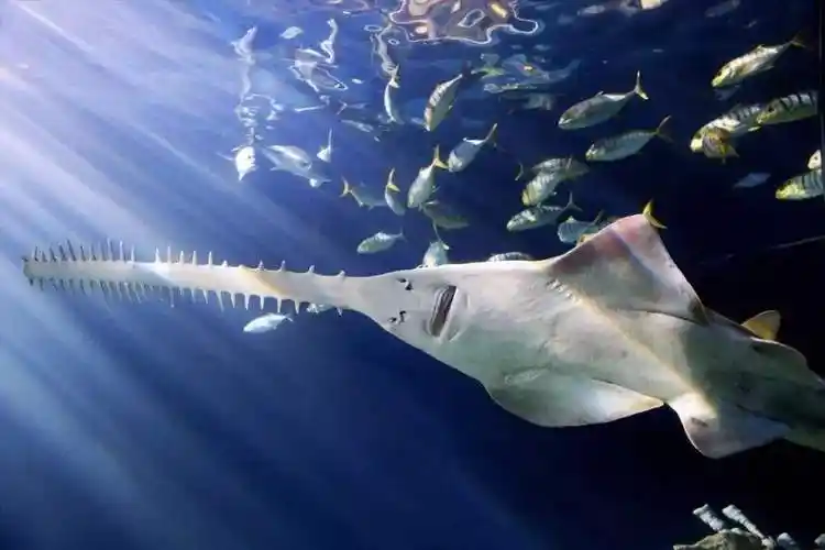 锯鳐(看起来像魔鬼样的鱼) - 去钓鱼