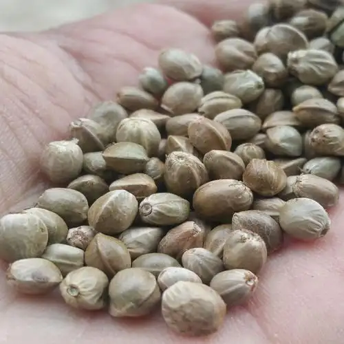 新货云南火麻子包邮大粒非甘肃炒熟五香生麻子麻籽人食用原味零食