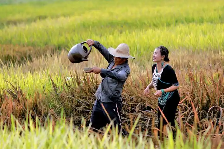其它 稻谷灿灿金,丰收家家兴 写美篇摄影:徐川,杨家亮,刘兴凯,鲁咔及