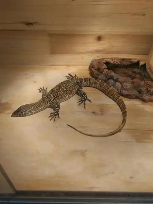 这条尼罗河巨蜥是公的母的?