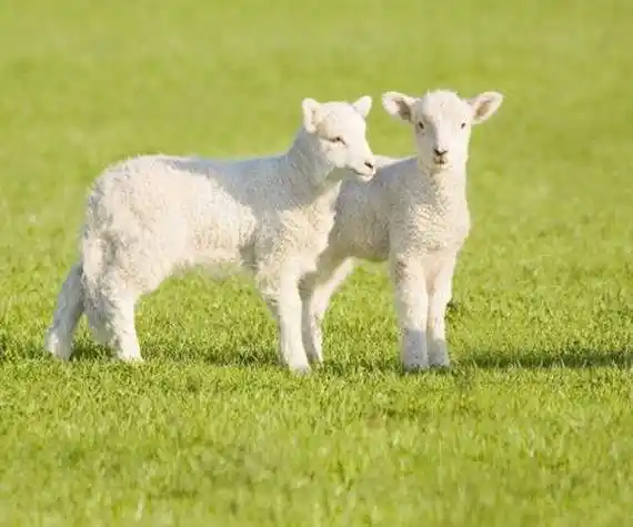 兔属羊合不合适 羊和兔属相合不合适
