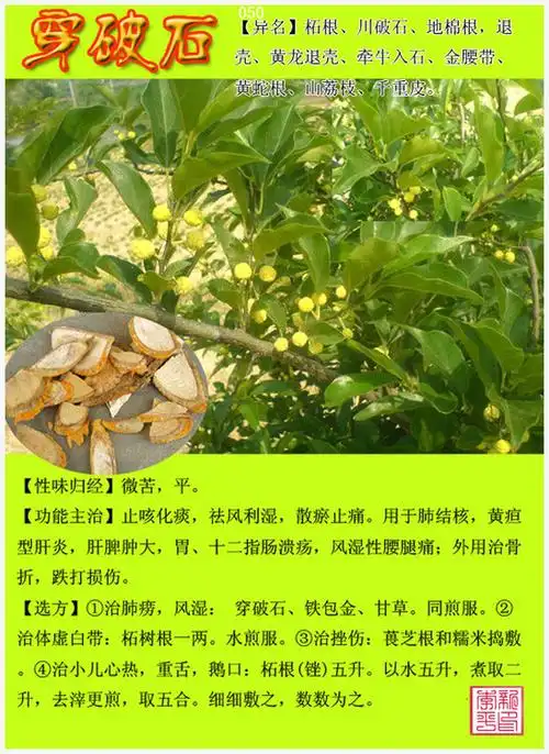 50,穿破石.51,穿山甲.52,磁 石.53,大腹皮.54,大 黄.55,大活血.