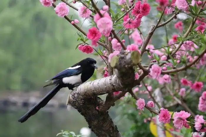 国庆节开门见喜喜鹊登枝