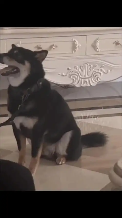 我们小柴六斤快长大成六十斤咯和爸爸一样养成系嘞马嘉祺柴六斤养