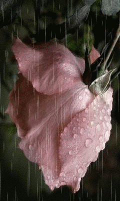 240_400竖版 竖屏gif 动态图 动图