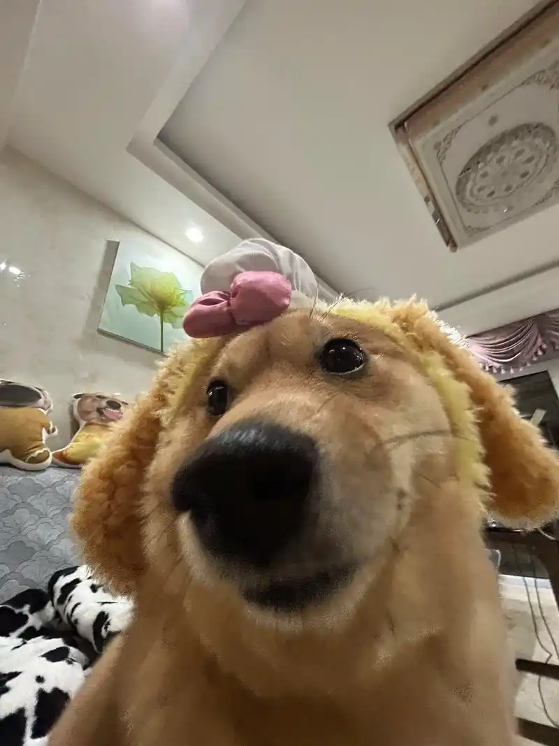 回眸一笑百媚生.#柴犬 #猛兽 #恶犬 - 抖音