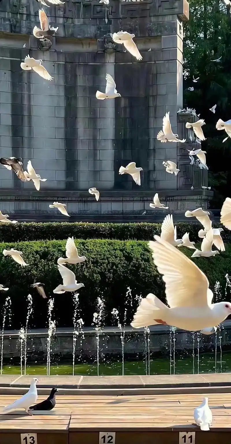 你们问我的壁纸放这里咯#壁纸分享#鸽子 #治愈系风景 #自由 - 抖音