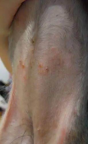 你好,咨询一个狗狗皮肤病的问题