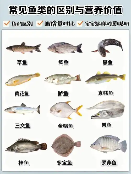 常见鱼类的区别和营养价值做法60dha含量73