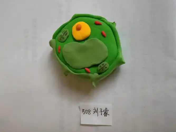 508,509,510植物细胞模型优秀作品展