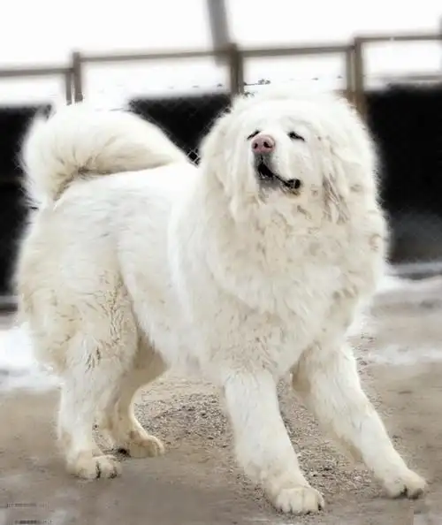 亲爱得,我们一起养只大狗狗吧