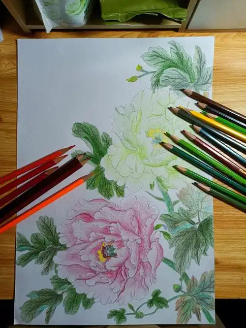 彩铅画牡丹终于完成啦
