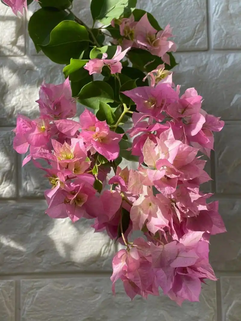 重瓣粉三角梅 好看又勤花的重瓣粉,飘枝,仙气飘飘