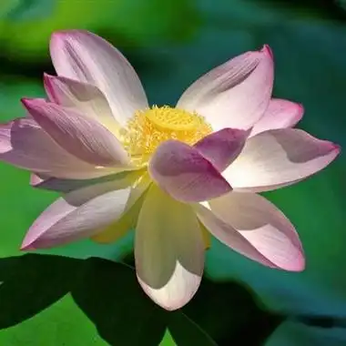 荷花头像淡雅馨香出淤泥不染的荷花