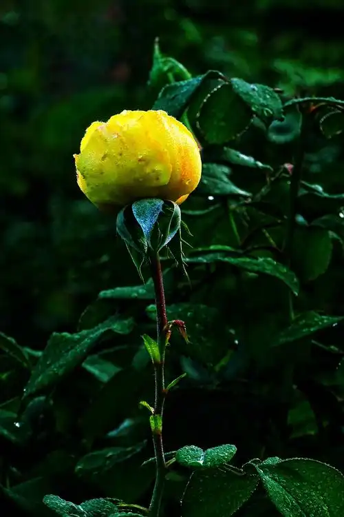 秋天的早晨,戴着露珠的月季花,象蒙娜丽莎与我们笑脸相迎