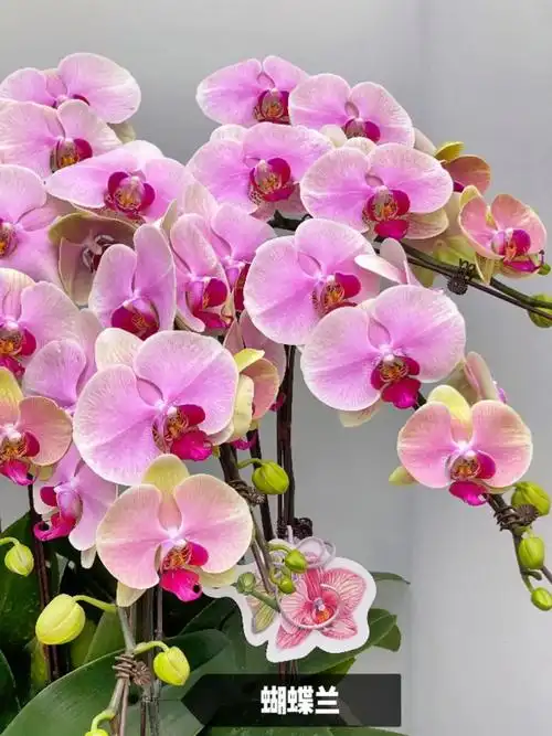 "国内十种象征爱情的花"1,玫瑰 红色代表:热情和浪漫 粉色 - 抖音